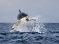 Shark Breaching False Bay Morning Trip